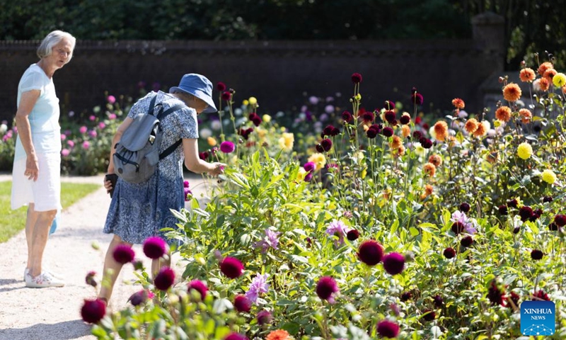 Holland Dahlia Event 2023 Held In Netherlands Global Times