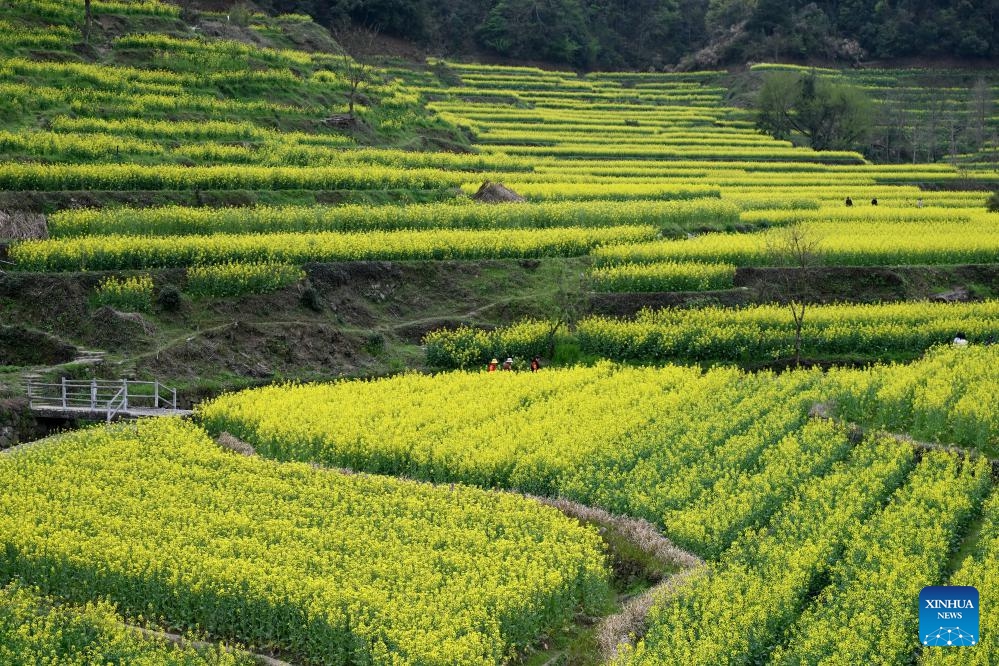 View Of Cole Flower Field In Anhui E China Global Times