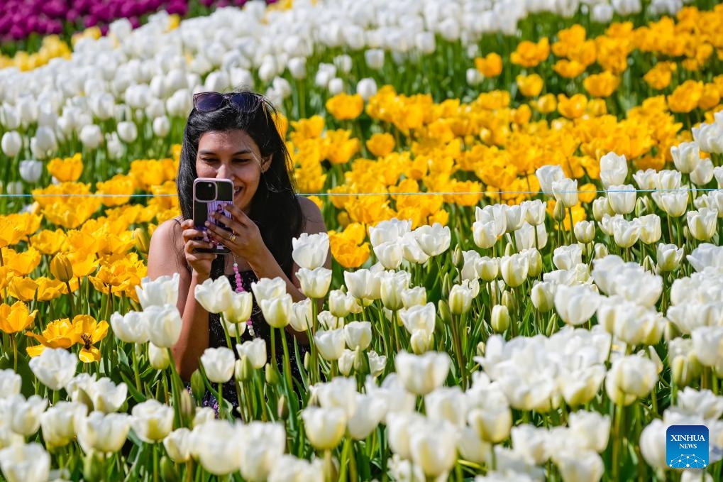 Abbotsford Tulip Festival Kicks Off In Canada Global Times