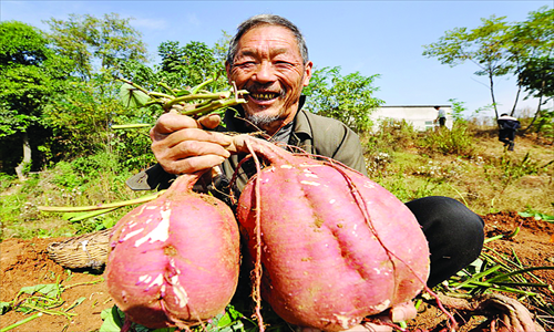 potato-giants-global-times