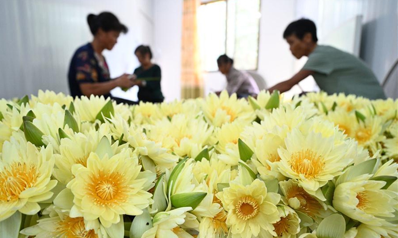 Villagers Harvest Lotus Flowers In Guangxi Global Times