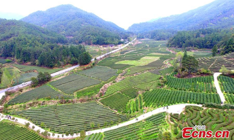 Aerial photos show the Yanzichao tea garden at the foot of Mount Wuyi, SE China’s Fujian Province. The ecological tea plantation mainly produces high-quality Wuyi Rock tea, which uses green manure like Soybeans and canola. The plantation covers an area of more than 30,000 mu (20 sq km).Photo:China News Service