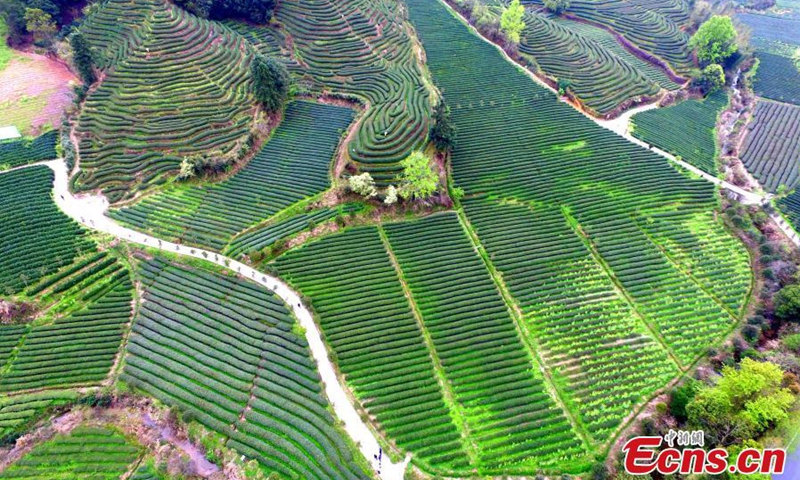 Aerial photos show the Yanzichao tea garden at the foot of Mount Wuyi, SE China’s Fujian Province. The ecological tea plantation mainly produces high-quality Wuyi Rock tea, which uses green manure like Soybeans and canola. The plantation covers an area of more than 30,000 mu (20 sq km).Photo:China News Service