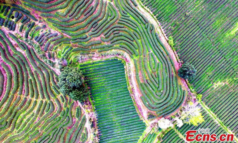 Aerial photos show the Yanzichao tea garden at the foot of Mount Wuyi, SE China’s Fujian Province. The ecological tea plantation mainly produces high-quality Wuyi Rock tea, which uses green manure like Soybeans and canola. The plantation covers an area of more than 30,000 mu (20 sq km).Photo:China News Service