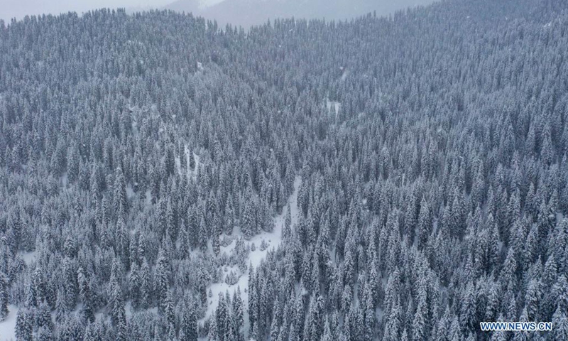 Aerial photo shows the snow-covered forest of Tianshan Mountains in Shawan City, northwest China's Xinjiang Uygur Autonomous Region, March 30, 2021.Photo:Xinhua