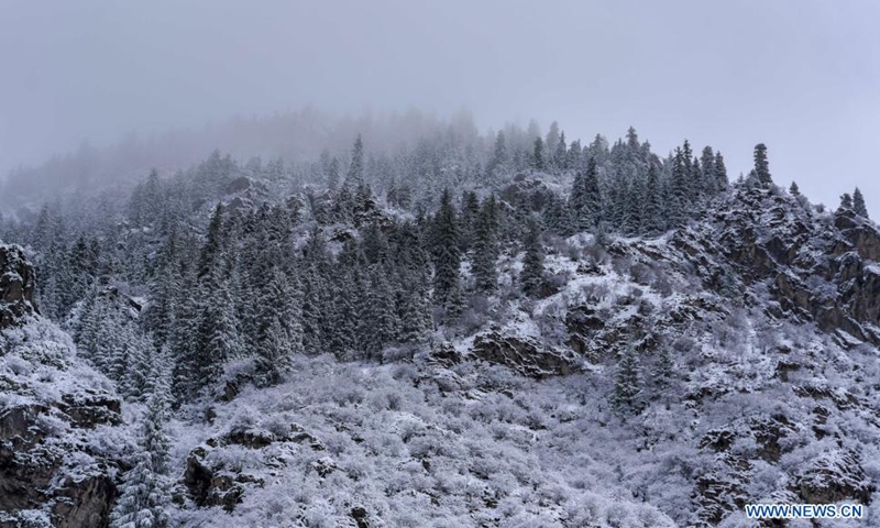 Aerial photo shows the snow-covered forest of Tianshan Mountains in Shawan City, northwest China's Xinjiang Uygur Autonomous Region, March 30, 2021.Photo:Xinhua