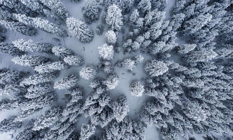 Aerial photo shows the snow-covered forest of Tianshan Mountains in Shawan City, northwest China's Xinjiang Uygur Autonomous Region, March 30, 2021.Photo:Xinhua