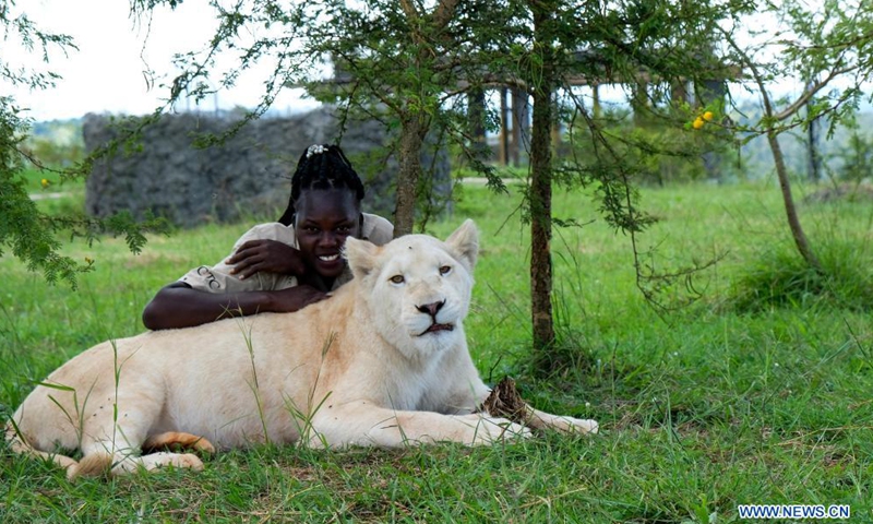 Holly Oliver Akello plays with a lion cub at the Conservation Through Commercialization (CTC) Conservation Center in Butambala District, Uganda, April 14, 2021. At the age of 23, one would expect Akello to be enjoying her youthful years. However, Akello is taking care of 12 rare species of animals and reptiles in the central Ugandan district of Butambala.Photo:Xinhua