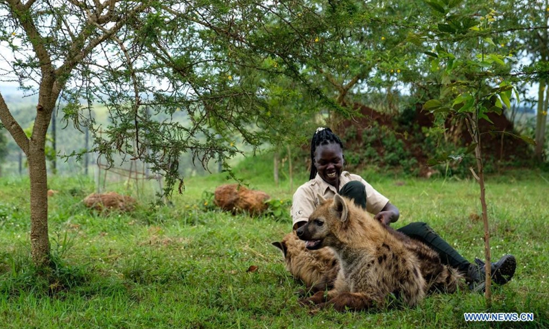 Holly Oliver Akello plays with hyenas at the Conservation Through Commercialization (CTC) Conservation Center in Butambala District, Uganda, April 14, 2021. At the age of 23, one would expect Akello to be enjoying her youthful years. However, Akello is taking care of 12 rare species of animals and reptiles in the central Ugandan district of Butambala.Photo:Xinhua