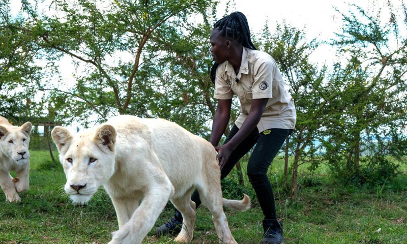 Holly Oliver Akello plays with lion cubs at the Conservation Through Commercialization (CTC) Conservation Center in Butambala District, Uganda, April 14, 2021. At the age of 23, one would expect Akello to be enjoying her youthful years. However, Akello is taking care of 12 rare species of animals and reptiles in the central Ugandan district of Butambala.Photo:Xinhua