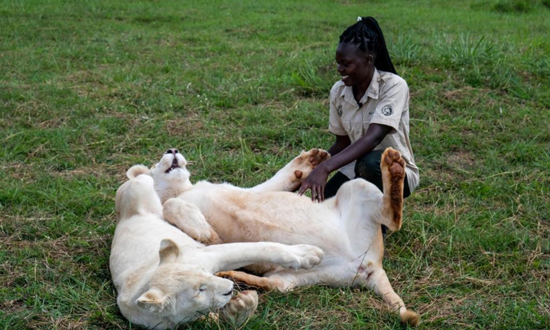 Holly Oliver Akello plays with lion cubs at the Conservation Through Commercialization (CTC) Conservation Center in Butambala District, Uganda, April 14, 2021. At the age of 23, one would expect Akello to be enjoying her youthful years. However, Akello is taking care of 12 rare species of animals and reptiles in the central Ugandan district of Butambala.Photo:Xinhua