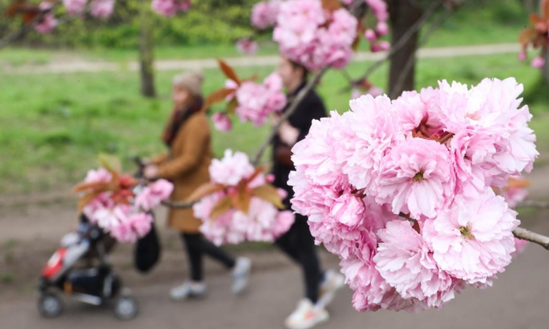 People walk on a cherry blossom path in Berlin, capital of Germany, on May 2, 2021. (Xinhua/Shan Yuqi)