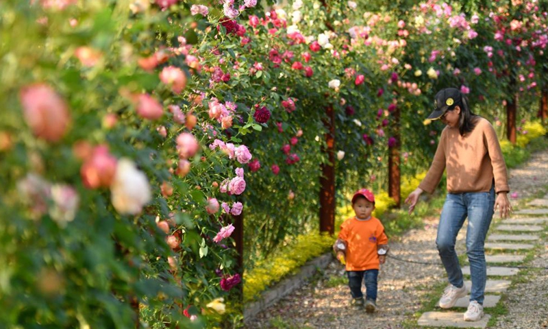 Tourists visit a rose garden in Huzhou, east China's Zhejiang Province, May 2, 2021. Sunday marks the second day of China's five-day May Day holiday. (Xinhua/Huang Zongzhi)