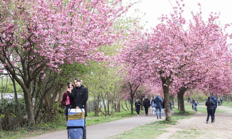 People take a selfie in front of blooming cherry blossom trees in Berlin, capital of Germany, on May 2, 2021. (Xinhua/Shan Yuqi)