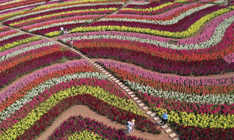 Aerial photo taken on May 2, 2021 shows tourists strolling among flowers at a scenic area in Jingmen, central China's Hubei Province. Sunday marks the second day of China's five-day May Day holiday. (Photo by Peng Qi/Xinhua)