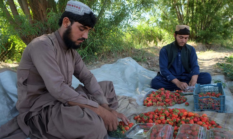 Farmers package freshly-picked strawberries at a field in Zhari district of Kandahar province, southern Afghanistan, May 8, 2021.(Photo: Xinhua)