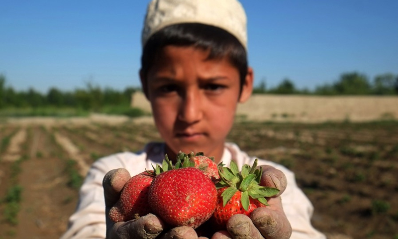 A farmer shows freshly-picked strawberries at a field in Zhari district of Kandahar province, southern Afghanistan, May 8, 2021. (Photo: Xinhua)