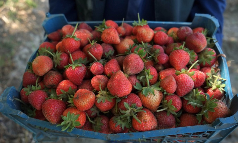 Photo taken on May 8, 2021 shows freshly-picked strawberries at a field in Zhari district of Kandahar province, southern Afghanistan.(Photo: Xinhua)