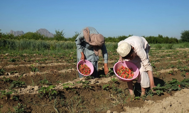 Farmers harvest strawberries at a field in Zhari district of Kandahar province, southern Afghanistan, May 8, 2021.(Photo: Xinhua)