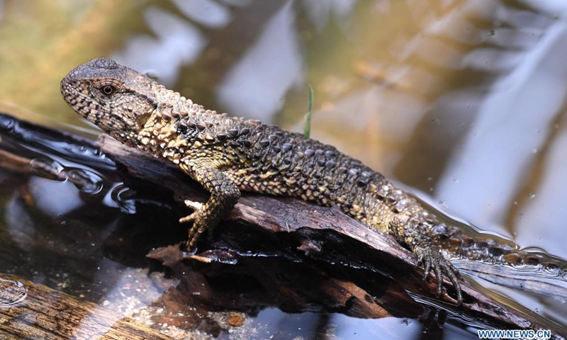 Photo shows the close-up of a Chinese crocodile lizard in the Guangdong Luokeng Chinese crocodile lizard national nature reserve, in south China's Guangdong Province, May 13, 2021. The endangered Chinese crocodile lizard has been put under level-one protection in China.Photo:Xinhua