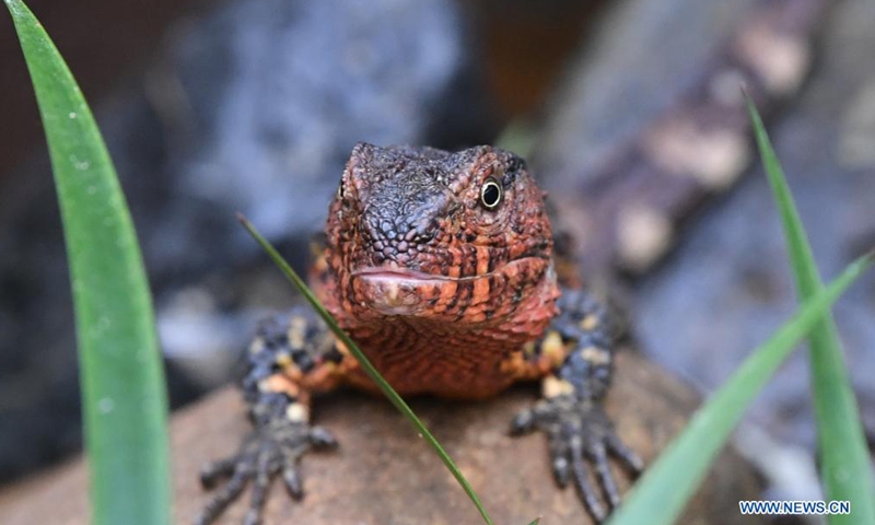 Photo shows the close-up of a Chinese crocodile lizard in the Guangdong Luokeng Chinese crocodile lizard national nature reserve, in south China's Guangdong Province, May 13, 2021. The endangered Chinese crocodile lizard has been put under level-one protection in China.Photo:Xinhua