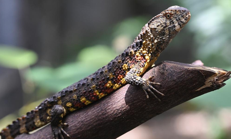 Photo shows the close-up of a Chinese crocodile lizard in the Guangdong Luokeng Chinese crocodile lizard national nature reserve, in south China's Guangdong Province, May 13, 2021. The endangered Chinese crocodile lizard has been put under level-one protection in China.Photo:Xinhua