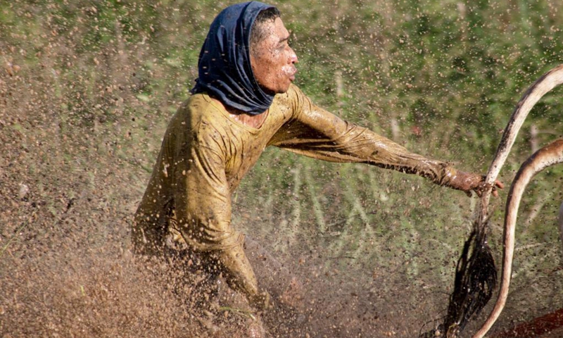 A jockey attends a traditional Pacu Jawi cow race in Tanah Datar of West Sumatra, Indonesia, May 15, 2021. The Pacu Jawi is held annually in muddy rice fields to celebrate the end of the harvest season.(Photo: Xinhua)