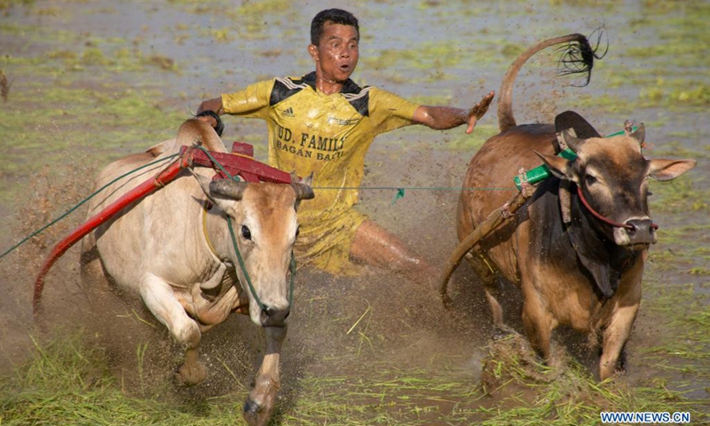 A jockey attends a traditional Pacu Jawi cow race in Tanah Datar of West Sumatra, Indonesia, May 15, 2021. The Pacu Jawi is held annually in muddy rice fields to celebrate the end of the harvest season.(Photo: Xinhua)