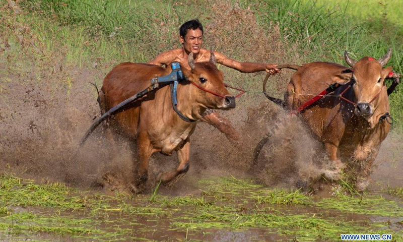 A jockey attends a traditional Pacu Jawi cow race in Tanah Datar of West Sumatra, Indonesia, May 15, 2021. The Pacu Jawi is held annually in muddy rice fields to celebrate the end of the harvest season.(Photo: Xinhua)