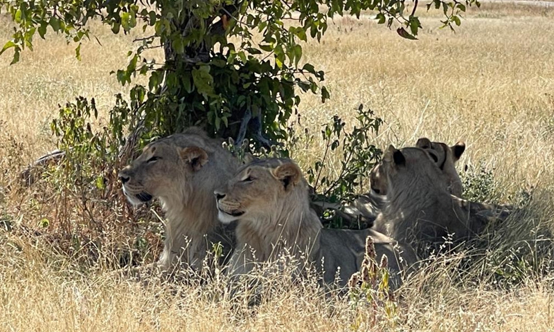 Photo taken on May 15, 2021 shows lions in Etosha National Park, Namibia. Namibia is home to an array of wildlife, from ostriches and zebras roaming the gravel plains to penguins and seals chilling in the Atlantic currents.Photo:Xinhua