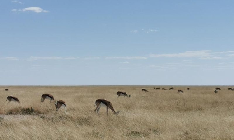 Photo taken on May 15, 2021 shows springboks in Etosha National Park, Namibia. Namibia is home to an array of wildlife, from ostriches and zebras roaming the gravel plains to penguins and seals chilling in the Atlantic currents.Photo:Xinhua