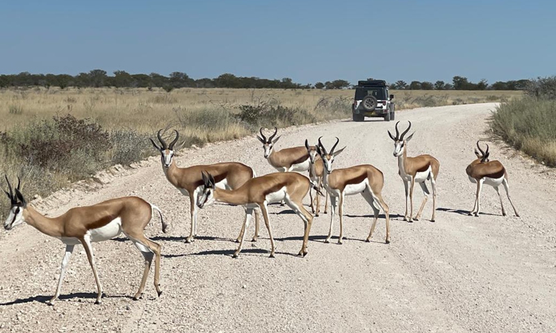 Photo taken on May 15, 2021 shows springboks in Etosha National Park, Namibia. Namibia is home to an array of wildlife, from ostriches and zebras roaming the gravel plains to penguins and seals chilling in the Atlantic currents.Photo:Xinhua