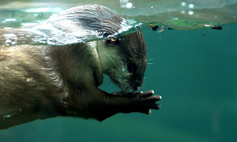 In Pics World Otter Day Global Times