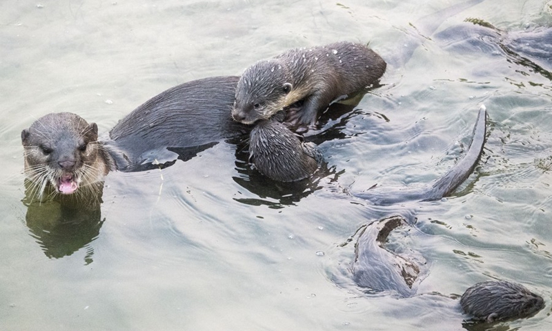 In Pics World Otter Day Global Times