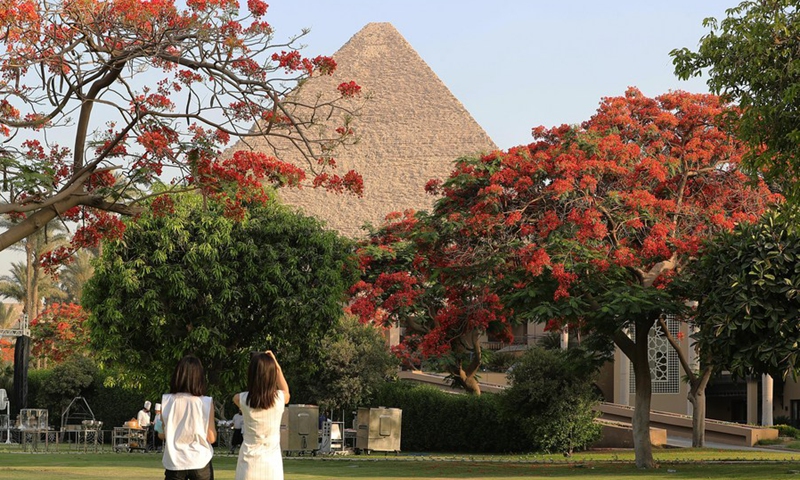 Photo taken on May 29, 2021 shows the flowering royal poinciana trees and the Great Pyramid in the distance in Cairo, Egypt. (Photo: Xinhua)