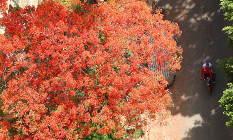 People riding a motorcycle past a flowering royal poinciana tree in Cairo, Egypt, May 29, 2021.(Photo: Xinhua)