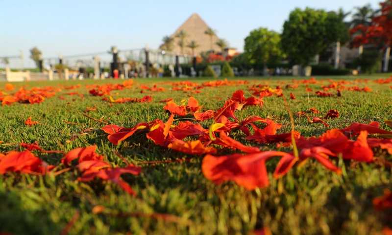 Photo taken on May 29, 2021 shows fallen royal poinciana blossoms and the Great Pyramid in the distance in Cairo, Egypt. (Photo: Xinhua)