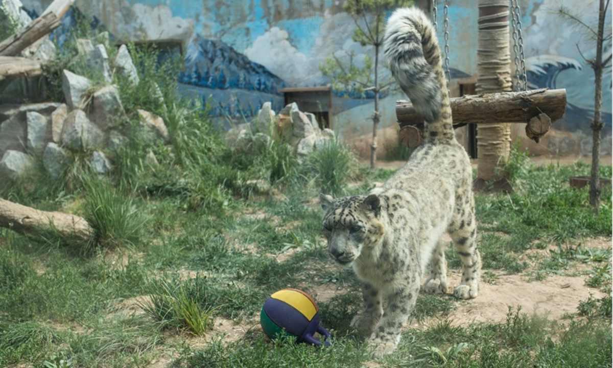 Dabao, a snow leopard rescued by the Qinghai wildlife rescue and bred center Photo: Shan Jie/GT
