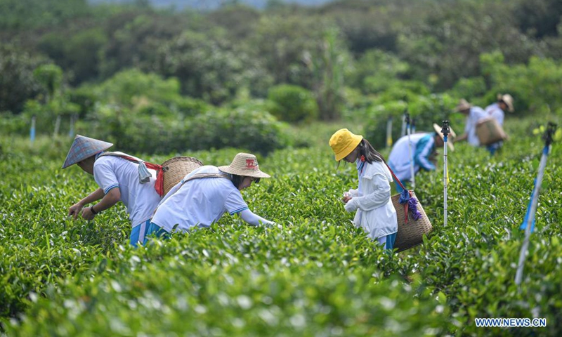 Tourists pick tea leaves at Wulilu tea garden in Baisha Li Autonomous County in south China's Hainan Province, June 9, 2021. (Xinhua/Pu Xiaoxu)