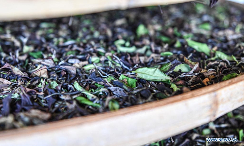 Photo taken on June 10, 2021 shows tea leaves at Wulilu tea garden in Baisha Li Autonomous County in south China's Hainan Province. (Xinhua/Pu Xiaoxu)