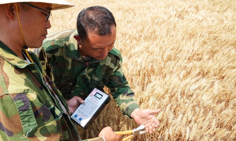 Local farmer Su Chuan (R) and his colleague conduct moisture measurement in a wheat field in Nanhe District of Xingtai, north China's Hebei Province, June 8, 2021. (Xinhua/Jin Haoyuan)