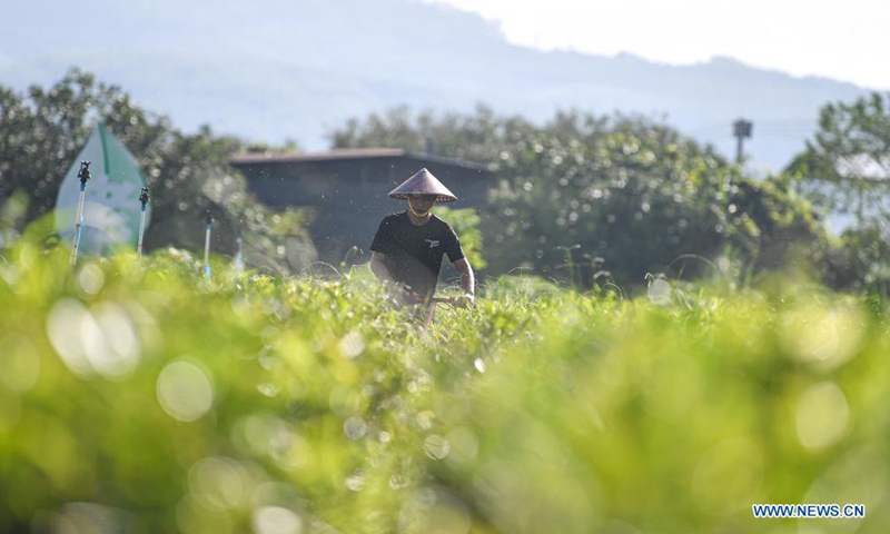 A worker removes weeds at Wulilu tea garden in Baisha Li Autonomous County in south China's Hainan Province, June 10, 2021. (Xinhua/Pu Xiaoxu)