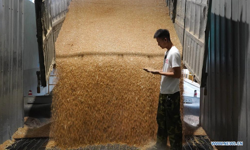 A staff member checks the quality of wheat grains at a local noodle factory in Xingtai, north China's Hebei Province, June 9, 2021. (Xinhua/Jin Haoyuan)