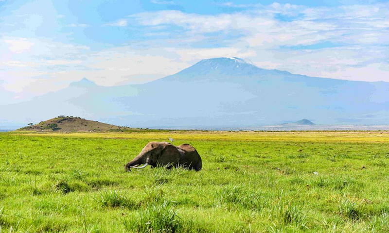 An elephant is seen at the Amboseli National Park, Kenya, May 2, 2019. (Photo: Xinhua)