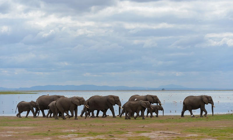 Elephants walk by a lake in Amboseli National Park, Kenya, June 15, 2019.(Photo: Xinhua)