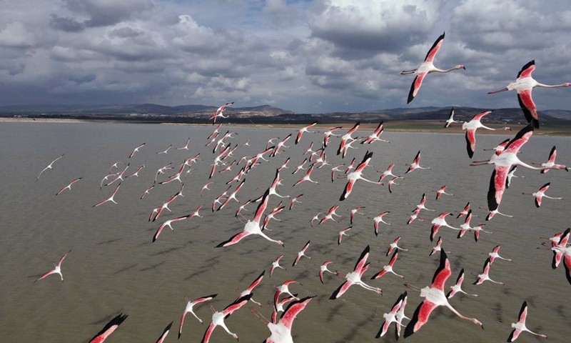 Aerial photo taken on June 8, 2021 shows a flamboyance of flamingos flying over Lake Mogan in Ankara, Turkey.(Photo: Xinhua)