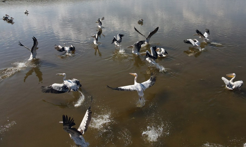 A herd of pelicans are seen on Lake Mogan in Ankara, Turkey, on June 13, 2021.(Photo: Xinhua)