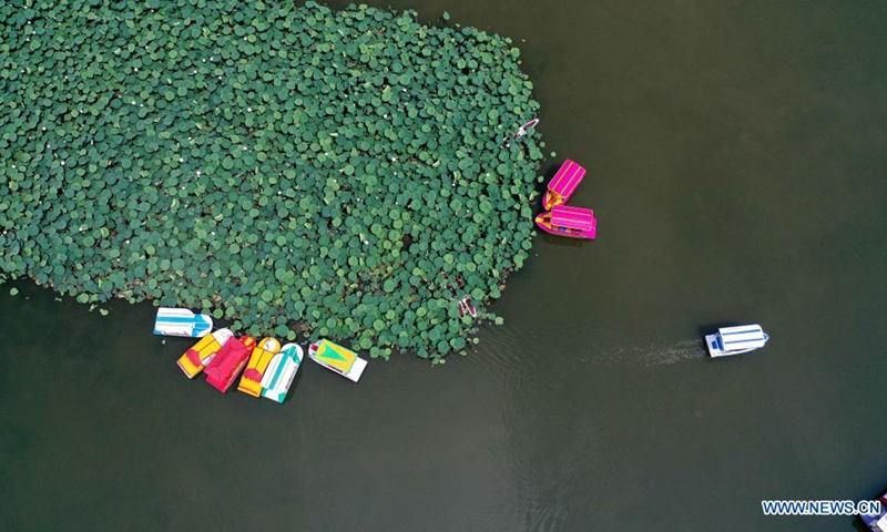 Aerial photo taken on June 22, 2021 shows visitors enjoying lotus flowers at a scenic area in Anlong County, southwest China's Guizhou Province.(Photo: Xinhua)