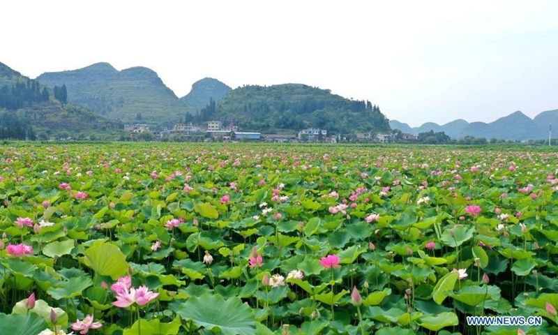 Aerial photo taken on June 22, 2021 shows the view of lotus flowers at a scenic area in Anlong County, southwest China's Guizhou Province.(Photo: Xinhua)