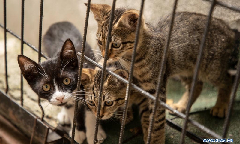 Stray cats are seen in Istanbul, Turkey, on July 2, 2021. Turkey will no longer classify animals as commodities under a highly anticipated animal-rights bill presented to the parliament after years of efforts from activists and people involved in animal welfare.(Photo: Xinhua)